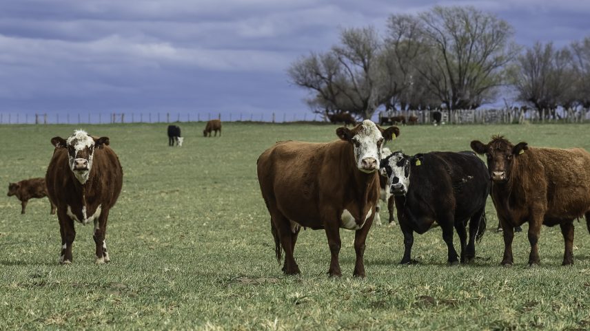 CARNE BOVINA: em 2021, o USDA registrou 92,6 milhões de cabeças de gado, número que agora caiu para 86,6 milhões (Foto: Freepik)