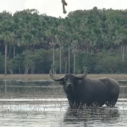 MP solicita bloqueio de contas de pecuarista por maus-tratos a mil búfalos no Maranhão