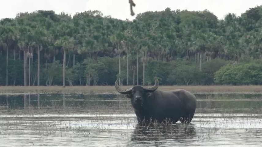O Ministério Público do Maranhão ajuizou um pedido de liminar para resgatar cerca de mil búfalos abandonados em estado de inanição — Foto: Divulgação