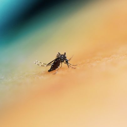 Brasil registra redução de 76,2% nos casos de dengue no primeiro semestre de 2025