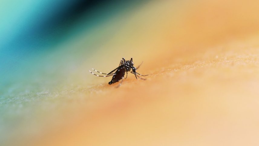 Mosquito da dengue. (Foto: NIAD)