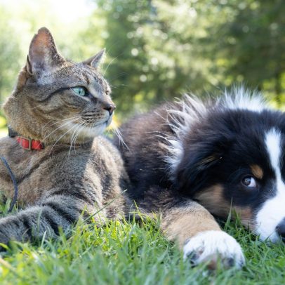 Cães e gatos podem retardar o envelhecimento do cérebro, aponta estudo recente