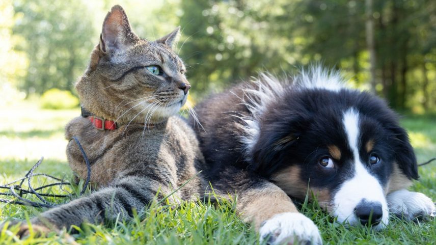 Cães e gatos foram domesticados pela humanidade em períodos distintos da história. A domesticação de cachorros data de cerca de 30 mil anos atrás, enquanto a de gatos ocorreu há cerca de 10 mil anos (Foto: Andrew S/Unsplash)