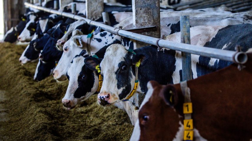 Vacas leiteiras permanecem no estábulo em dia de calor extremo na cidade de Blowatz, na Alemanha, em 2 de julho de 2025 (Foto: Getty/Getty Images)