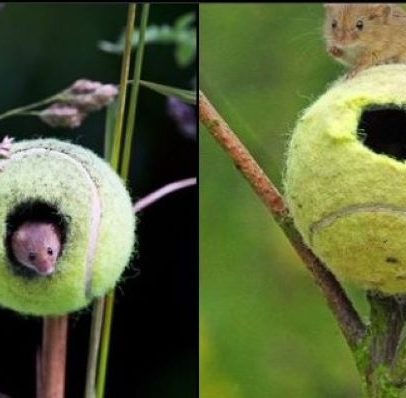 Bolas de Wimbledon se transformam em abrigo para ratinhos do campo