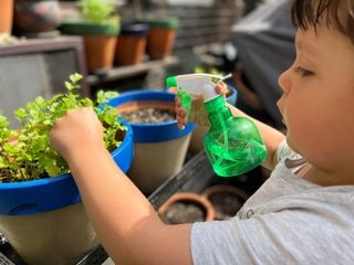 Descubra como cuidar corretamente do cheiro-verde em vasos e garantir sua saúde