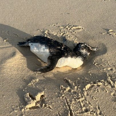 Quatro pinguins são encontrados mortos na Praia da Reserva em trágica descoberta