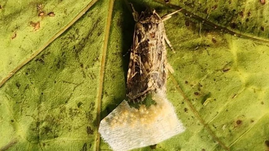 Pesquisa mostra que mariposas botavam ovos nas plantas com base nos sons que faziam, o que indicava sua saúde (Foto: TAU)