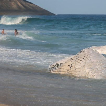 Baleia morta no RJ alerta sobre os perigos do turismo marinho na região