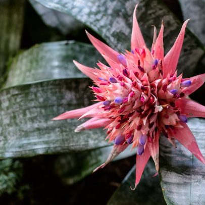 Cientistas alertam sobre a extinção de flores invisíveis essenciais para a pesquisa