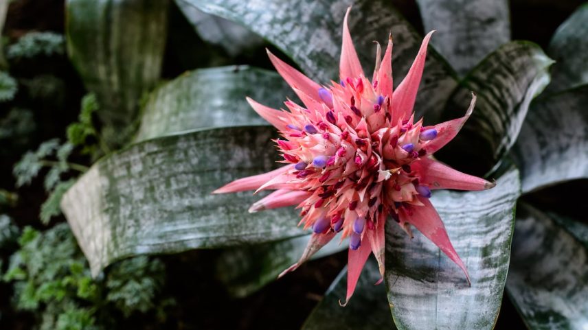 A 'Aechmea fasciata' é uma espécie de planta com flores da família das bromélias, originária do Brasil. (Foto: Hattanas Kumchai/Getty Images)