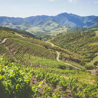 Descubra as melhores opções de enoturismo no Roussillon neste verão