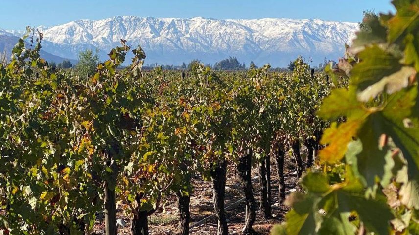 Vinícola De Martino, localizada no Chile - Divulgação (Foto: Divulgação)