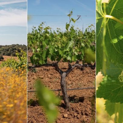 Descubra três vinhos do Alentejo que celebram a tradição portuguesa