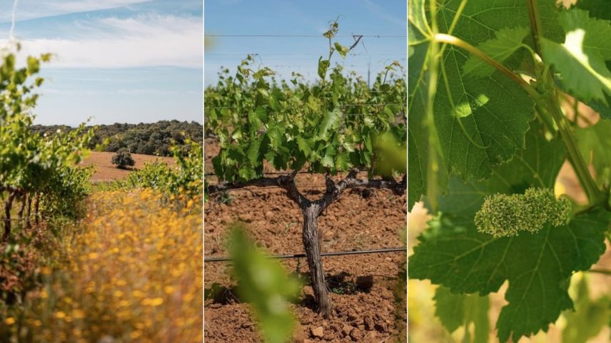 Vinhedos da Carmim Reguengos no Alentejo (Foto: Reprodução @carmimreguengos)