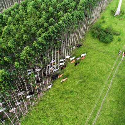 Brasil lança créditos de carbono pioneiros para agricultura regenerativa nas Américas
