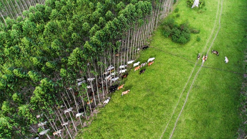 O Cerrado pode gerar US$ 100 bilhões ao PIB brasileiro (Foto: Divulgação)