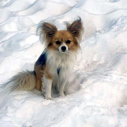 Chihuahua resgata dono após queda em fenda na Suíça
