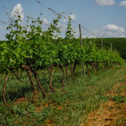 Vinícola brasileira conquista recorde histórico em concurso internacional de vinhos