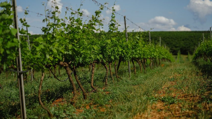 Vinícola Maria Maria: medalha de ouro na edição de 2025 da Decanter World Wine Awards (Foto: Divulgação)