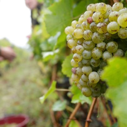 Chenin brilha nos terroirs de Montlouis-sur-Loire entre Loire e Cher