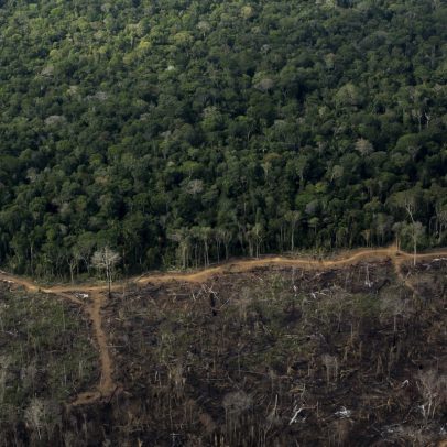 Coalizão ambiental garante US$ 2,6 bilhões para reflorestamento no Brasil