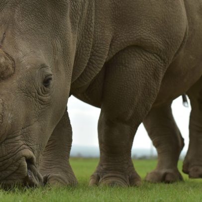 Proteínas antigas reescrevem árvore genealógica dos rinocerontes e podem impactar dinossauros