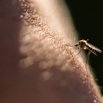 Cientistas desenvolvem método inovador para eliminar mosquitos e combater a malária