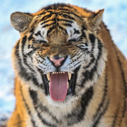Gatos, elefantes e tigres revelam o sagrado em diferentes culturas ao redor do mundo