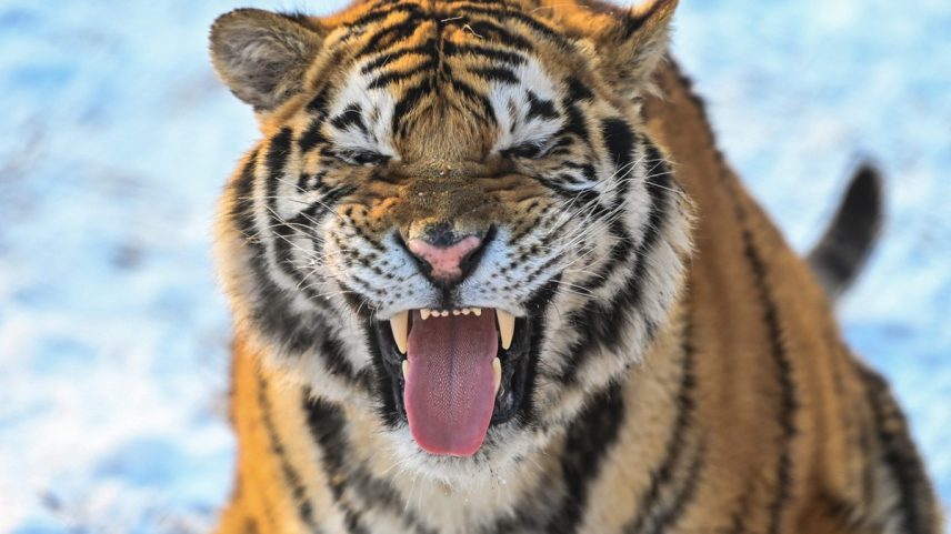 Tigre siberiano gesticula no Parque do Tigre Siberiano em Harbin, na província de Heilongjiang, no nordeste da China — Foto: HECTOR RETAMAL/AFP