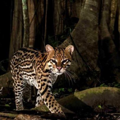Vídeos mostram aliança improvável entre ocelotes e gambás na Amazônia
