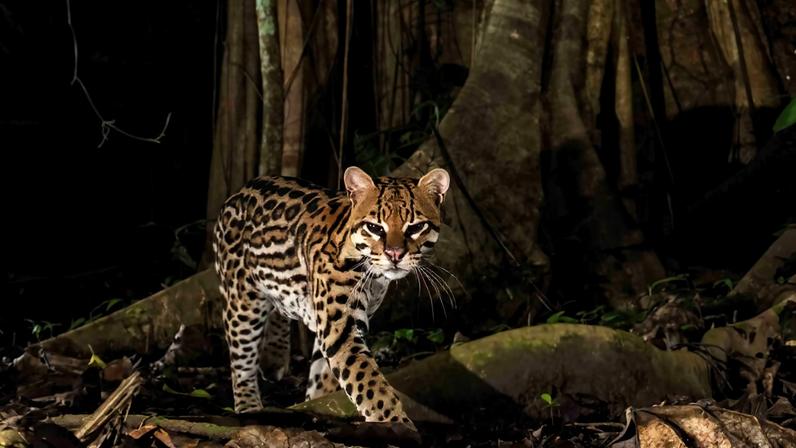 Founder’s Briefs: An occasional series where Mongabay founder Rhett Ayers Butler shares analysis, perspectives and story summaries.