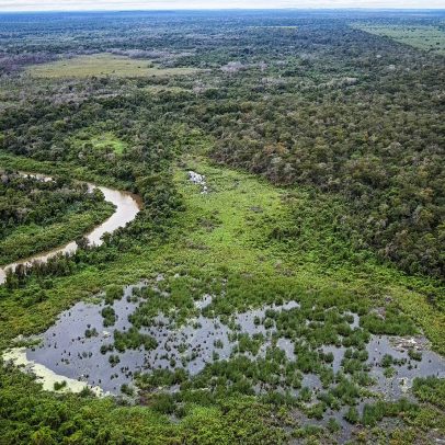 Concessões florestais impulsionam economia sustentável e preservação ambiental