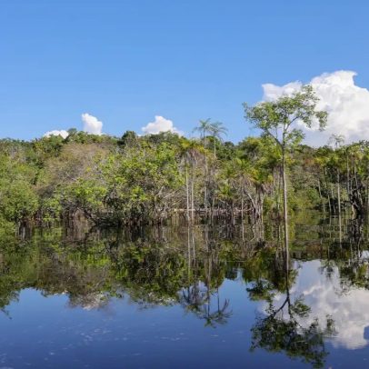 JBS promove iniciativas para preservar florestas e aumentar renda de comunidades em 60%
