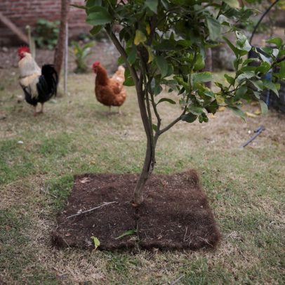 Chile utiliza cabelo humano para conservar água e enfrentar a seca nas lavouras