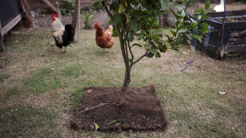 Pequeno tapete, feito de cabelo humano, cobre a base de uma árvore para ajudar a reter a umidade do solo e reduzir a evaporação da água, como parte da iniciativa de agricultura sustentável Agropelo (Foto: REUTERS/Pablo Sanhueza)