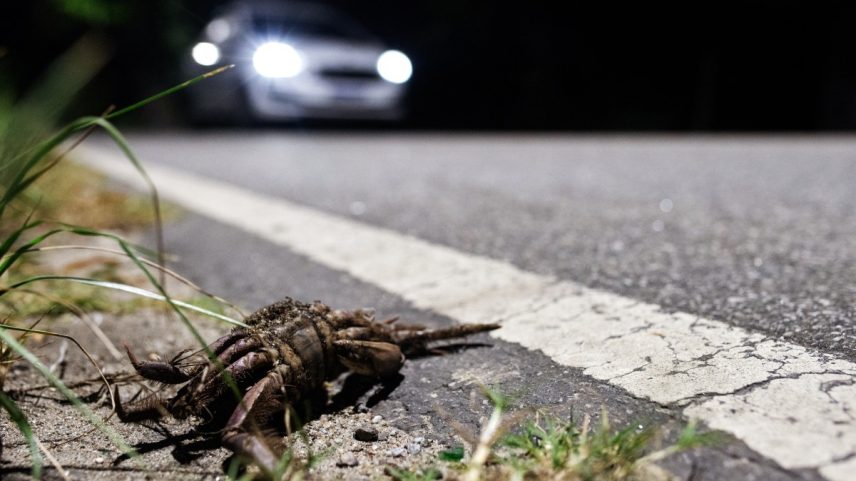Um caranguejo morto à beira da estrada Roberto Burle Marx, na zona oeste do Rio de Janeiro — Foto: TÉRCIO TEIXEIRA/AFP