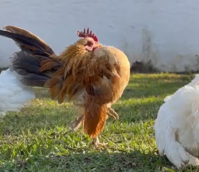 Menor galinha do mundo tem ovos vendidos a R$ 3 mil e é criada como animal de estimação