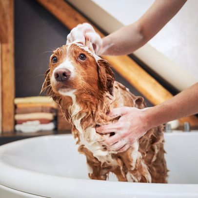 Cuide da pele de cães e gatos com dicas de banho e cepillado eficazes