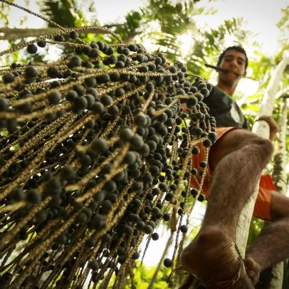 Pará pode perder 300 mil empregos devido à crise no setor de açaí