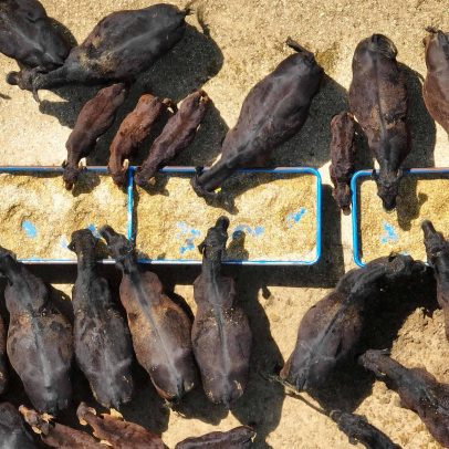 Preços da carne bovina nos EUA alcançam recorde histórico no primeiro semestre