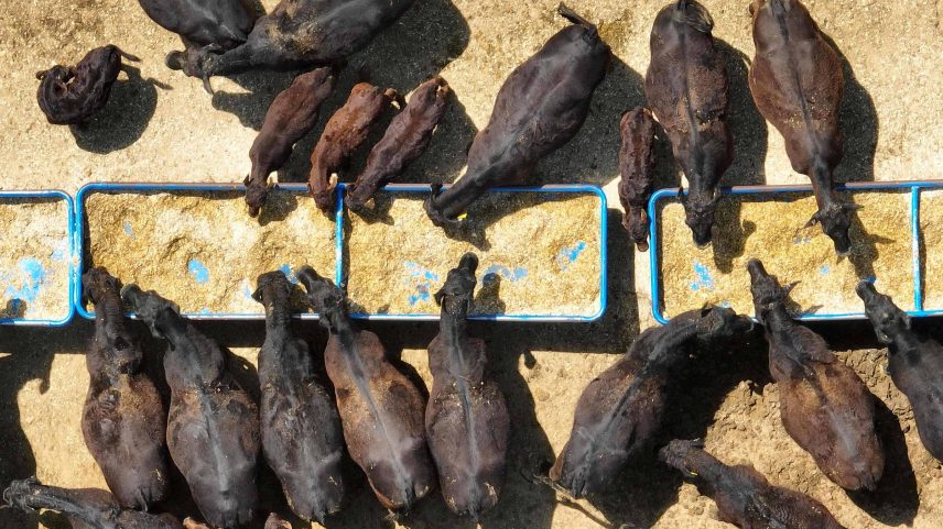 Rebanho bovino da raça angus se alimenta no cocho, na Universidade de Maruland, nos Estados Unidos (Foto: Jim Watson/AFP)