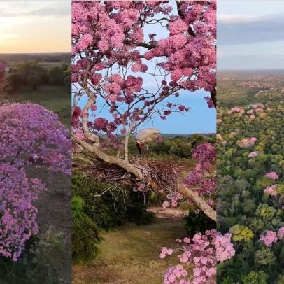 Pantanal ganha cor com a florada dos ipês; assista ao vídeo da beleza natural