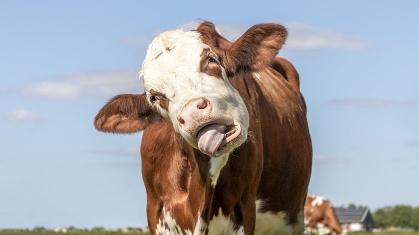 Vaca engraçada se engasga com a própria língua, retrato de um bovino comendo de boca aberta, mostrando gengivas e língua (Foto: Getty Images)