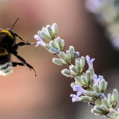 Ataque de abelhas provoca 24 feridos em cidade do interior da França