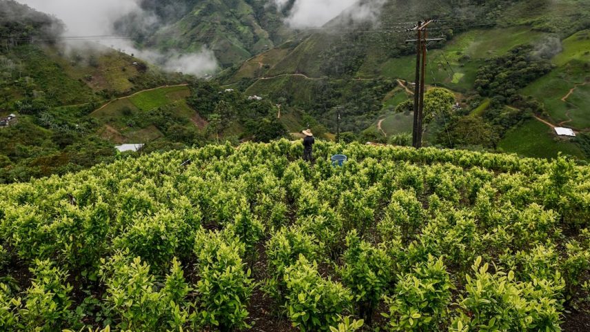 Colômbia registrou aumento de 10% na área cultivada de coca no ano passado, o suficiente para produzir mais de 2.600 toneladas da droga - Gustavo Petro fez um discurso em Tibú, departamento de Norte de Santander, Colômbia, no dia 6 de março (Foto: Reprodução)