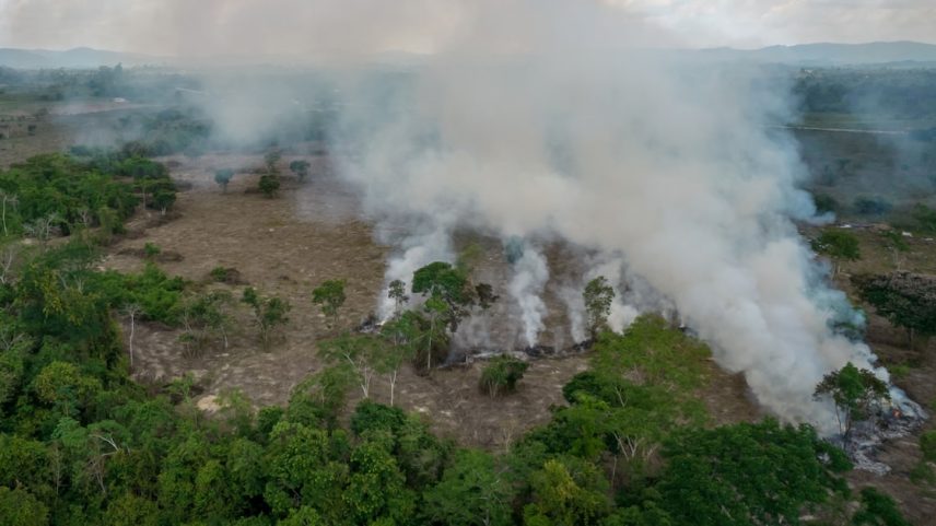 Projetos de reflorestamento e de captura de carbono estão no alvo de investidores globais (Foto: Jonne Roriz/Bloomberg)