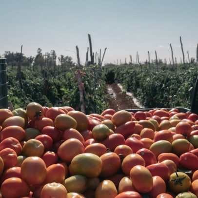 Trump rompe tratado e impõe novas tarifas sobre o México na guerra do tomate