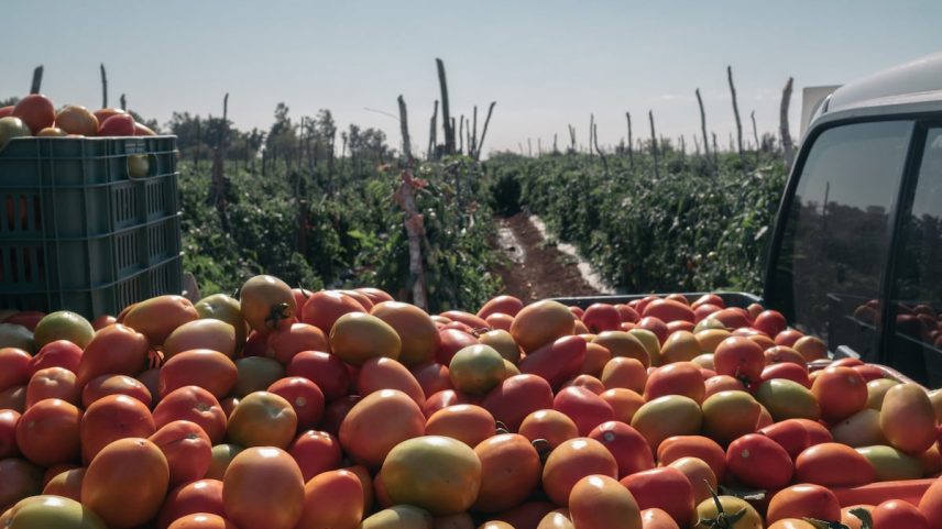 Colheita de tomates em Limón de Los Ramos, Sinaloa, em janeiro de 2021. (Foto: Jeoffrey Guillemard/Bloomberg)