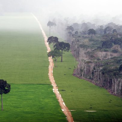 Brasil alerta sobre riscos da soja importada e suas consequências ambientais